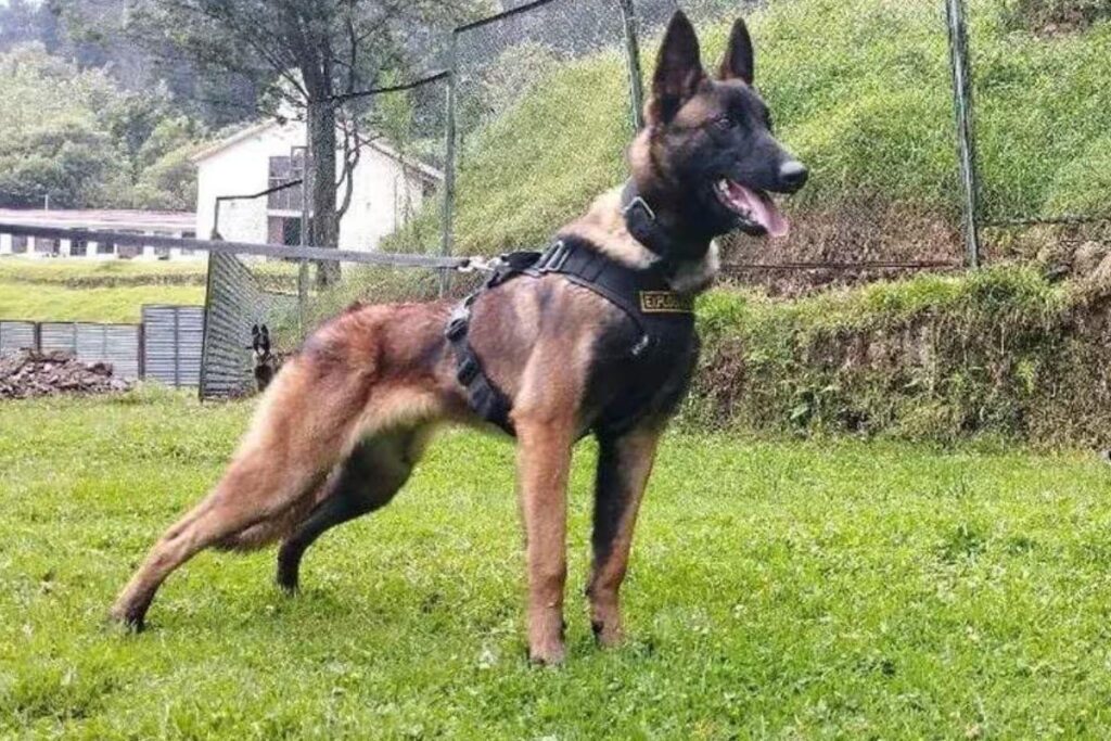 Militares acham pegadas de cão que se perdeu na busca de crianças