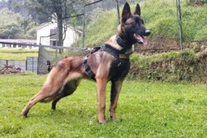 Militares acham pegadas de cão que se perdeu na busca de crianças