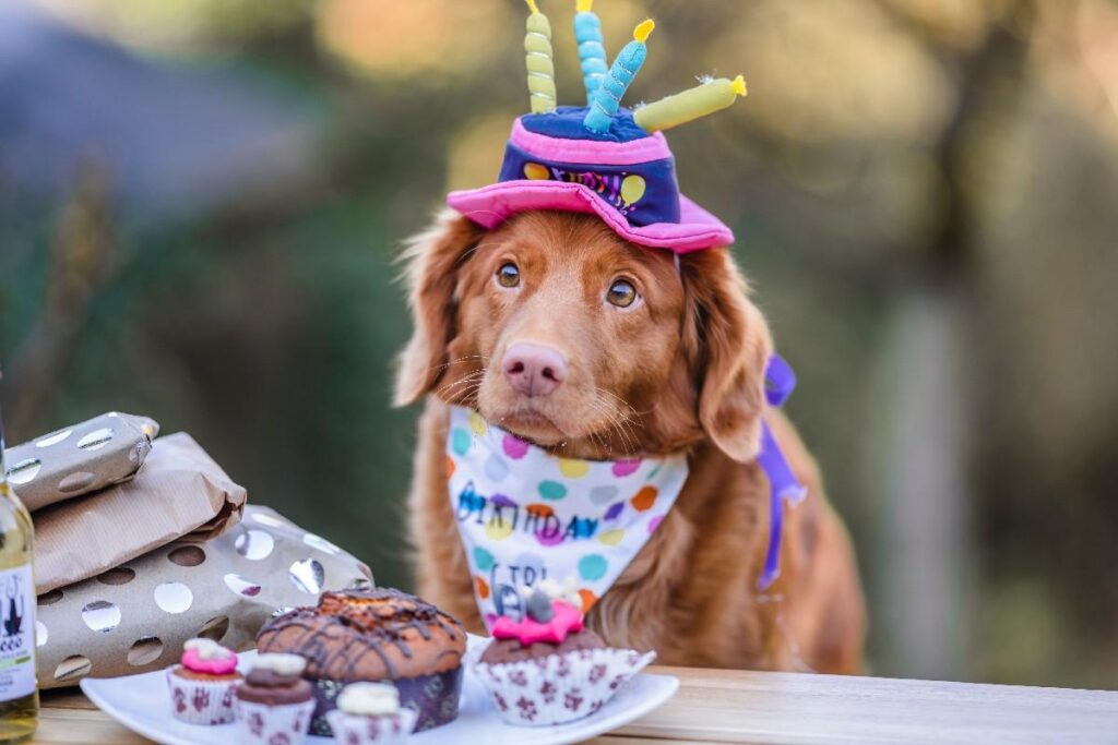 A festa para a cachorra teve direito a presentes