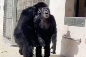 Chimpanzé se emociona ao ser resgatar