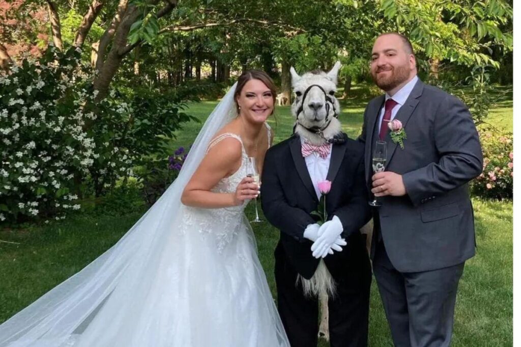Casal convida leva lhama para ser padrinhos em casamento