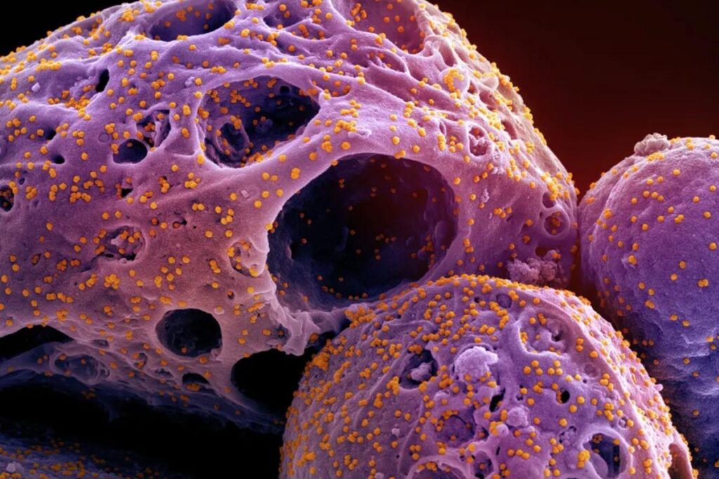 Subvariante do Covid-19