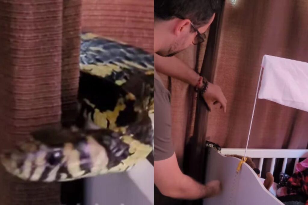 A cobra foi resgatada