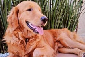 Churros tinha três anos de vida e estava passeando com sua tutora e três crianças quando foi baleado