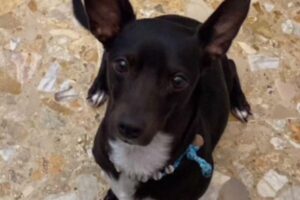 Companhia aérea dos EUA oferece R$ 8.950 a mulher por ter perdido a sua cadela