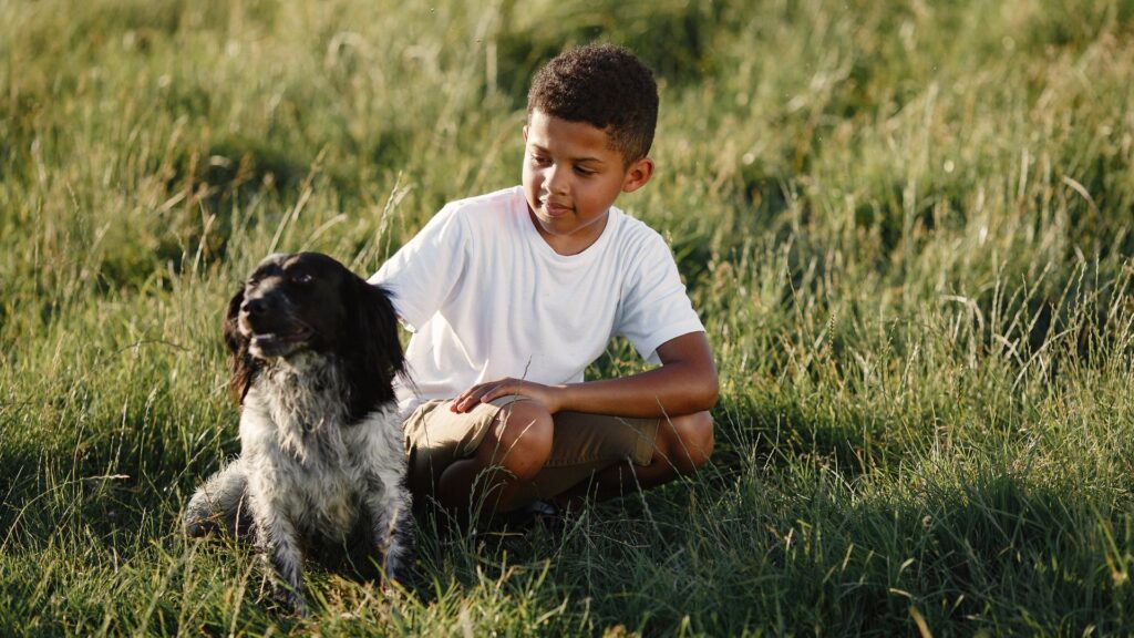 Ano novo: 4 dicas de ouro para proteger os pets do barulho dos fogos