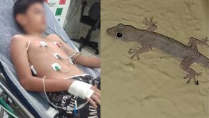 A madrasta e a mãe dela deram a lagartixa para o menino