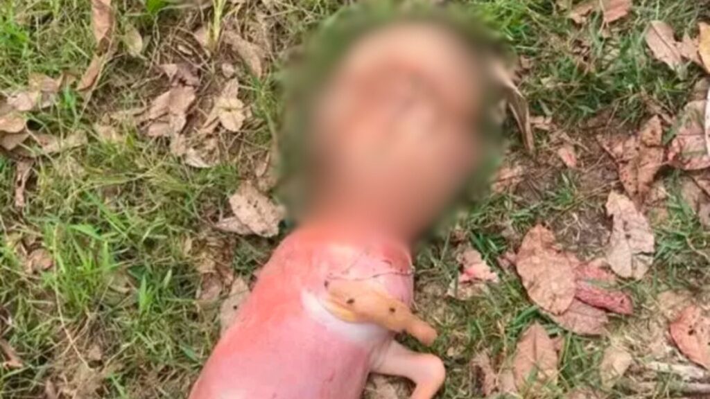 Bezerro nasce com "cabeça humana"