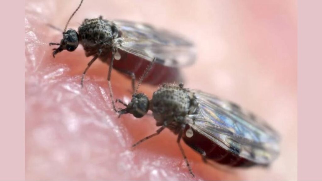 Mosquito transmissor da febre oropouche