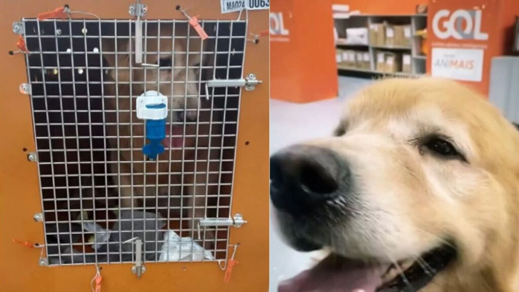 Joca antes de embarcar no voo errado