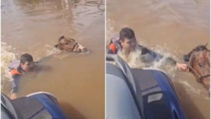 Cavalo sendo resgatado