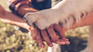 Dicas e cuidados para adaptar o pet ao nascimento do bebê