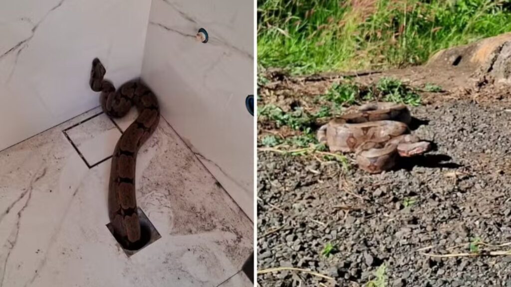 Jiboia saindo de ralo em casa em reforma