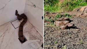 Jiboia saindo de ralo em casa em reforma