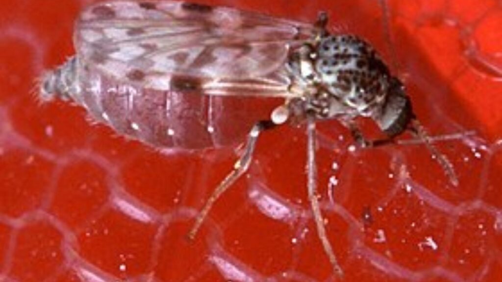 As duas mulheres que morreram com a doença não tinham comorbidades