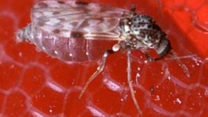 As duas mulheres que morreram com a doença não tinham comorbidades