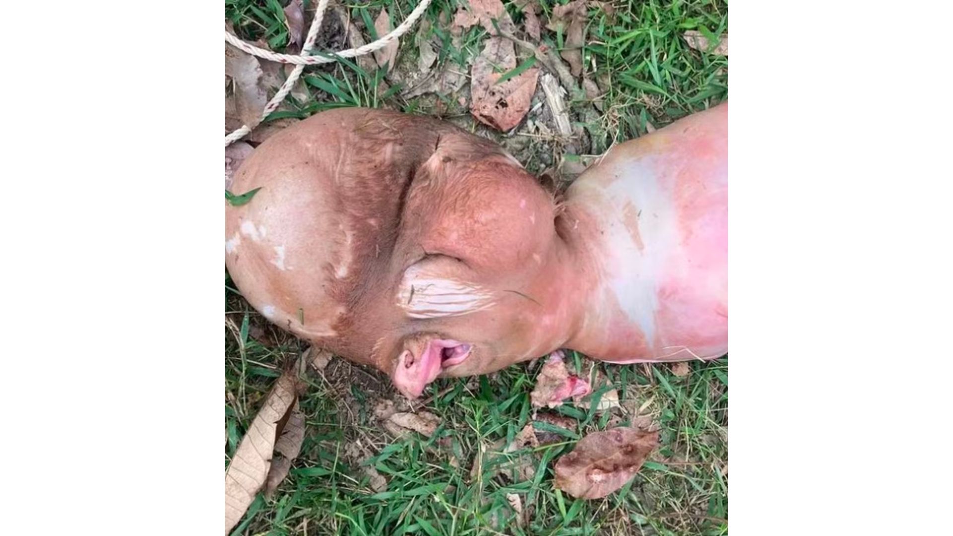 Bezerro nasce com "cabe&ccedil;a humana"