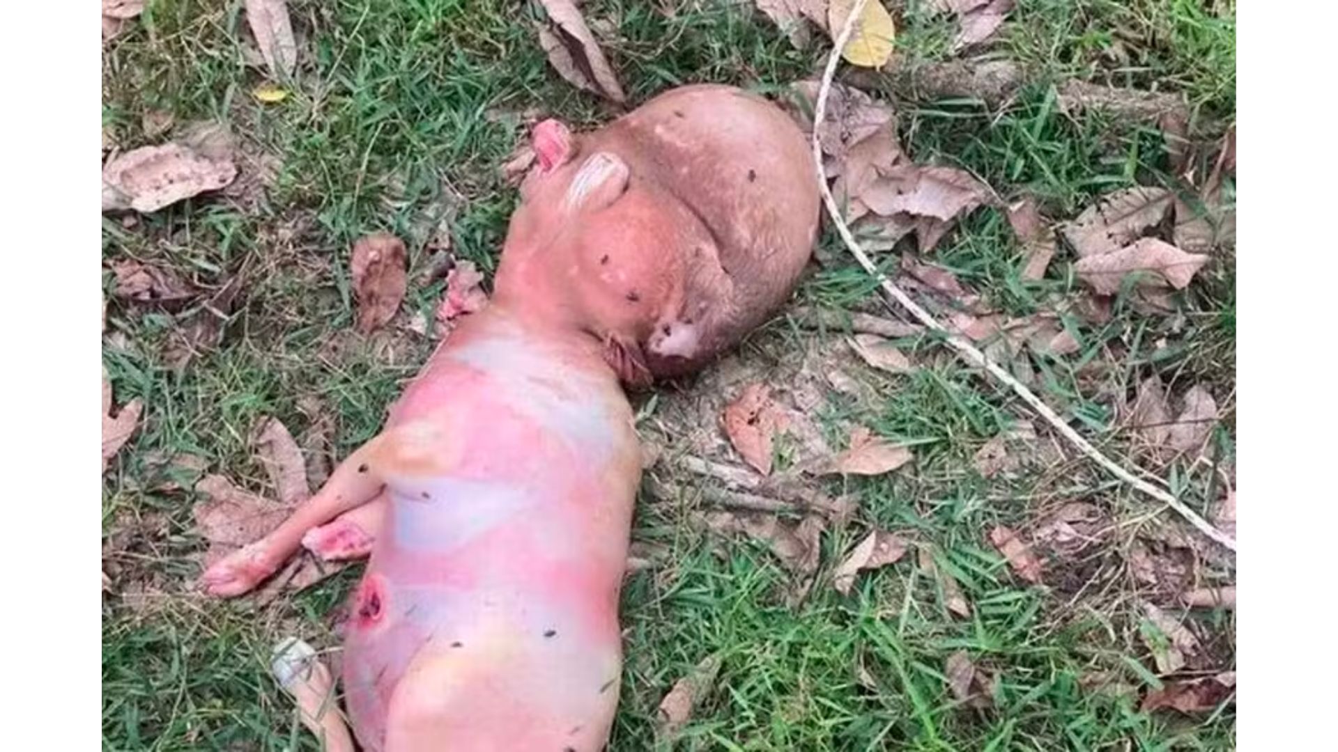 Bezerro nasce com "cabe&ccedil;a humana"