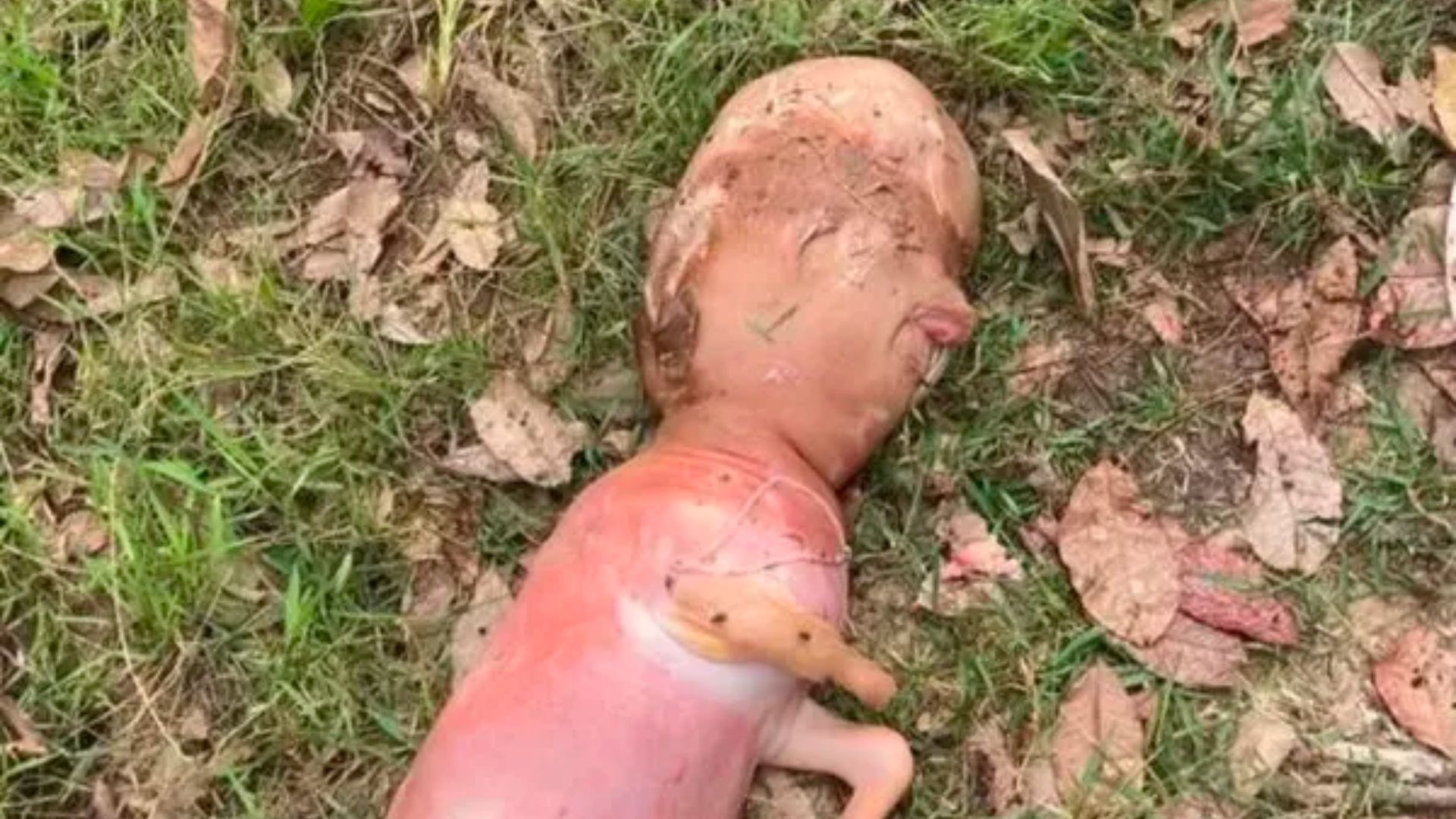 Bezerro nasce com "cabe&ccedil;a humana"