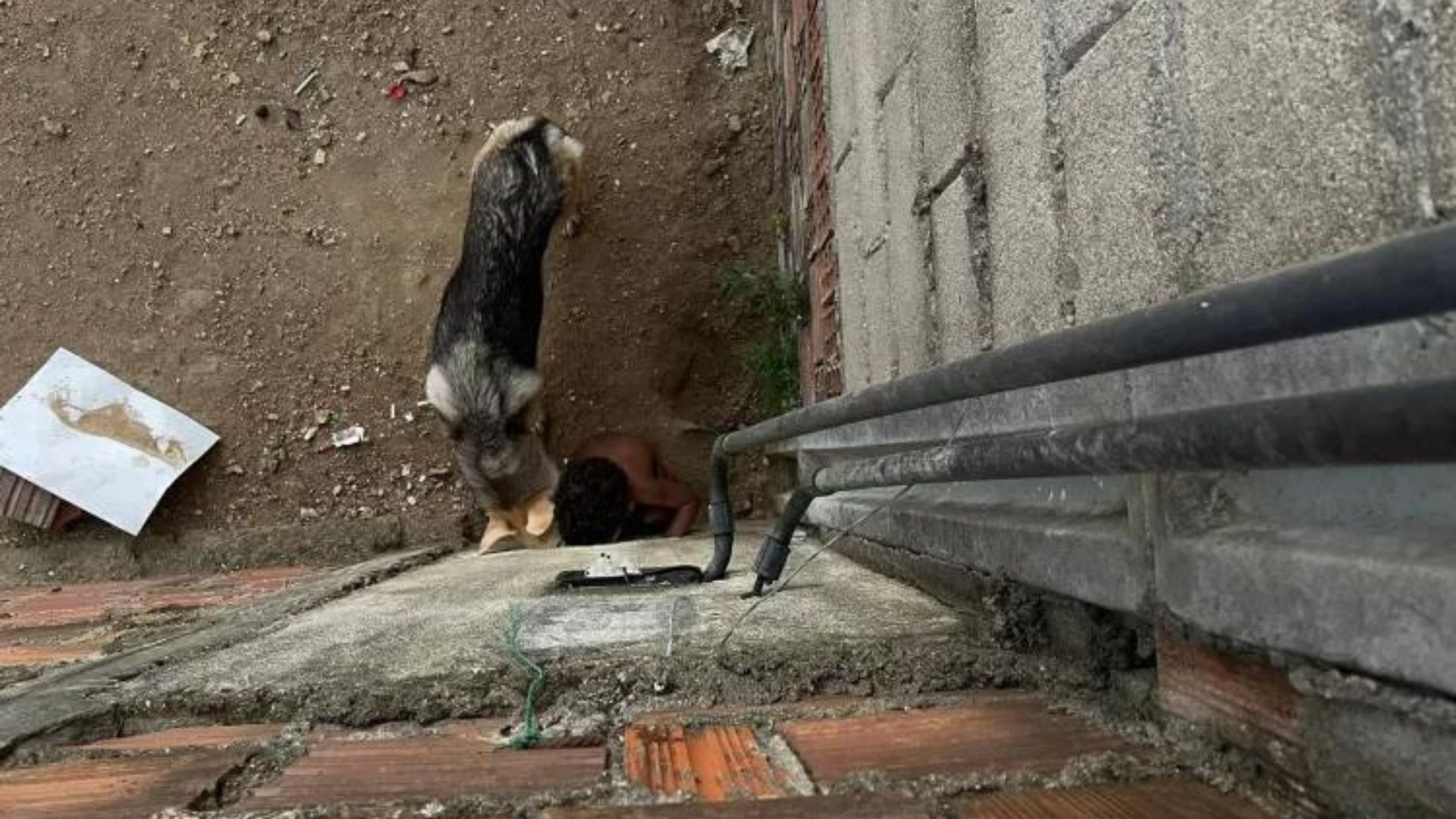 Crian&ccedil;a e cachorro olhando a rua