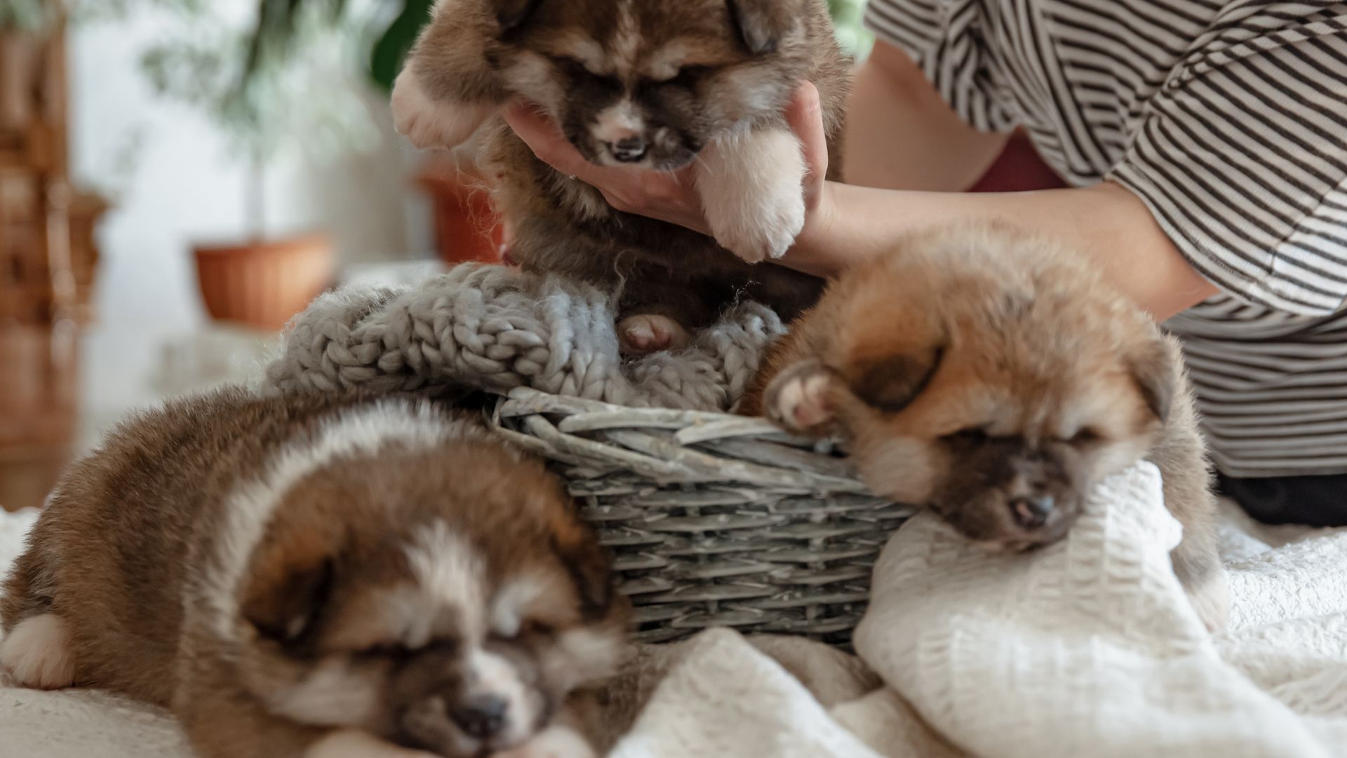 Animais de estima&ccedil;&atilde;o 