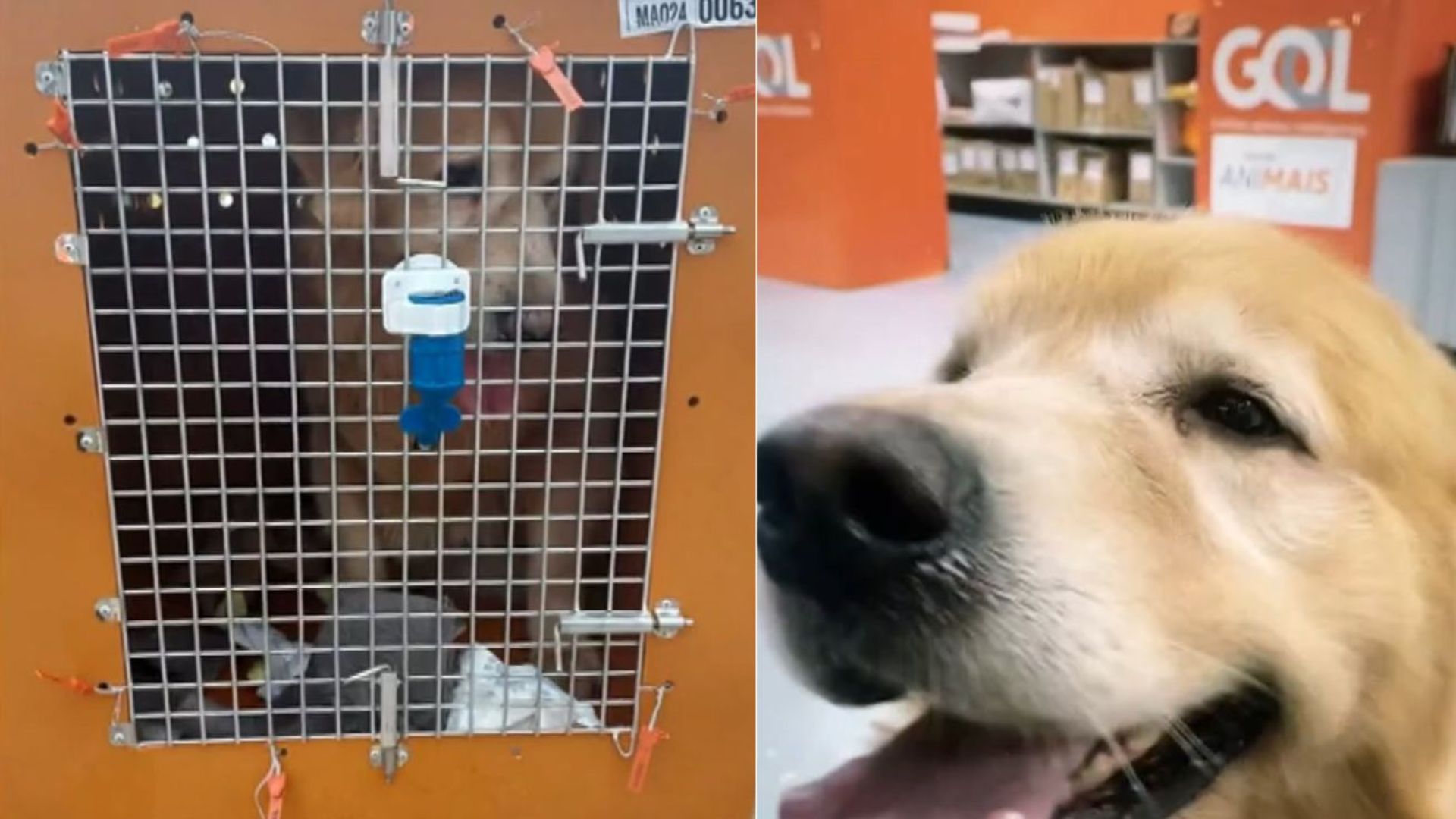 Cachorro em caixa de transporte