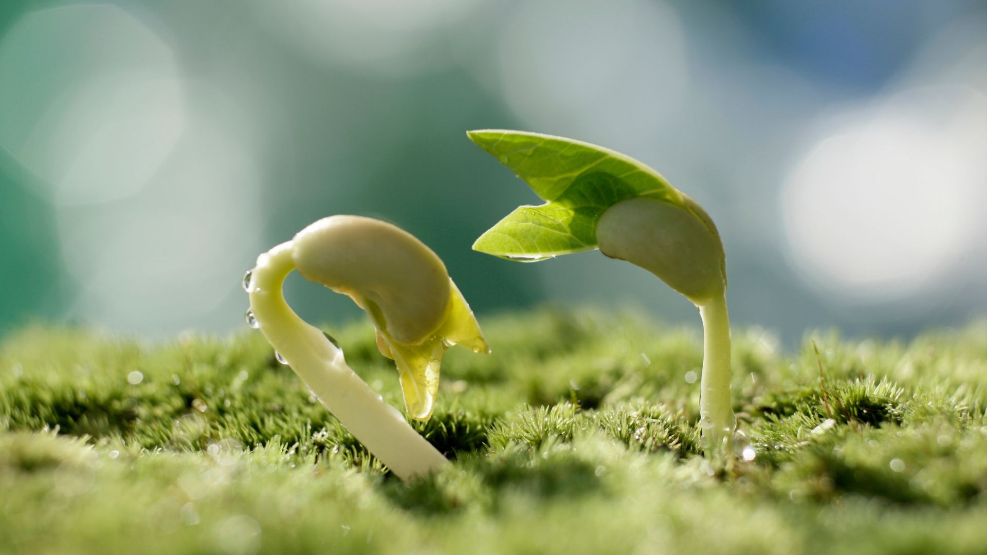 Doenças que afetam a fertilidade