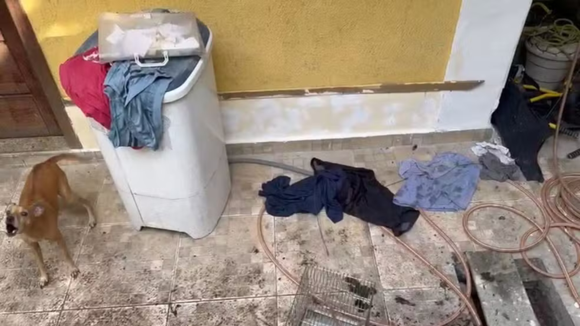 foto de casa que adolescente incendiou e cachorro do lado