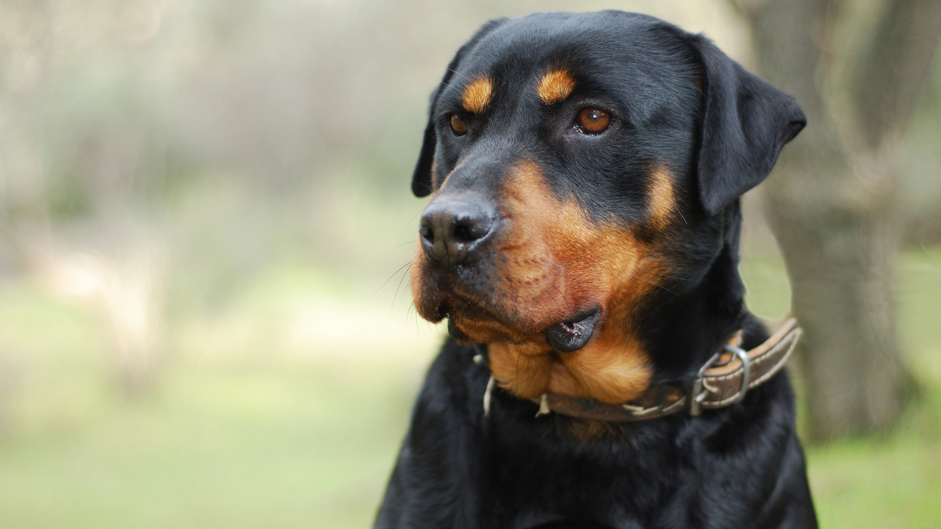 Beb&ecirc; morre ap&oacute;s ser atacado por cachorro