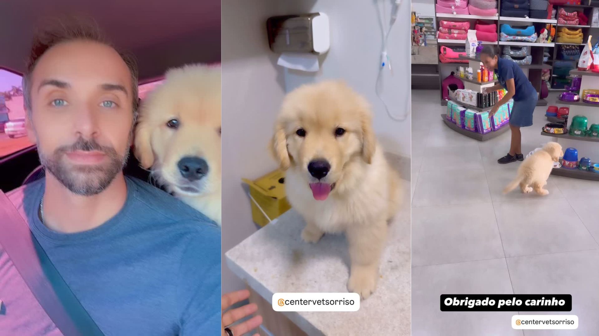 Golden Retriever filhote