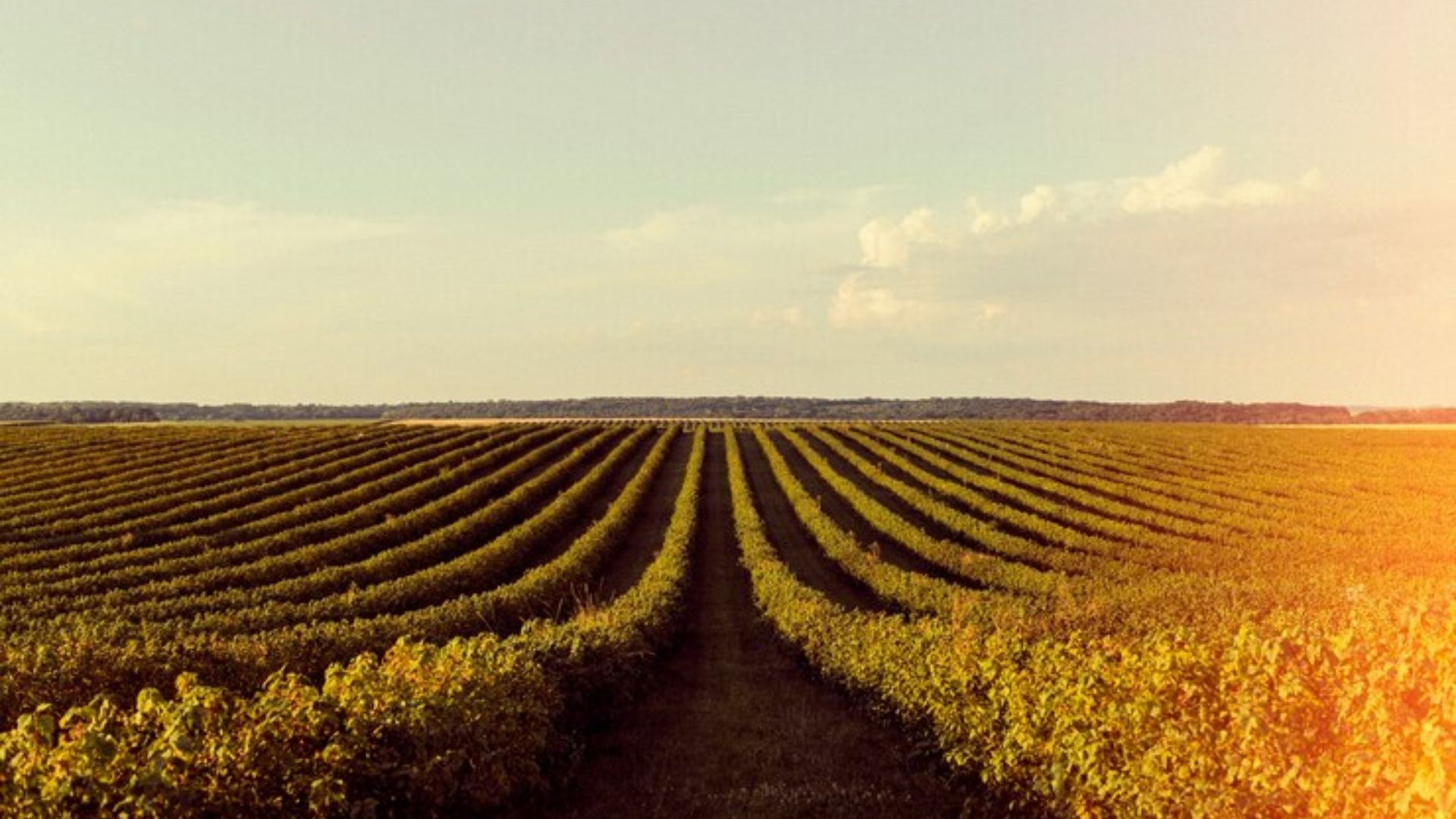 Planta&ccedil;&atilde;o de soja