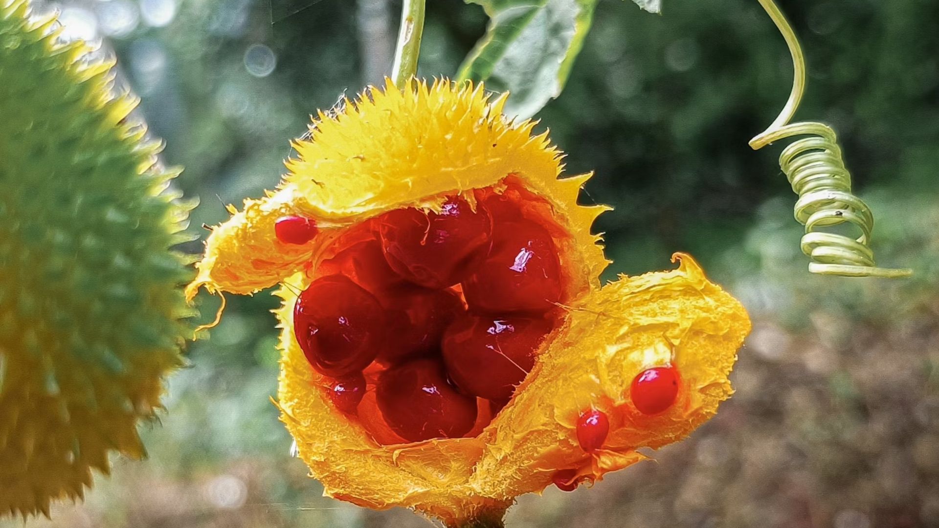 Mel&atilde;o de S&atilde;o Caetano