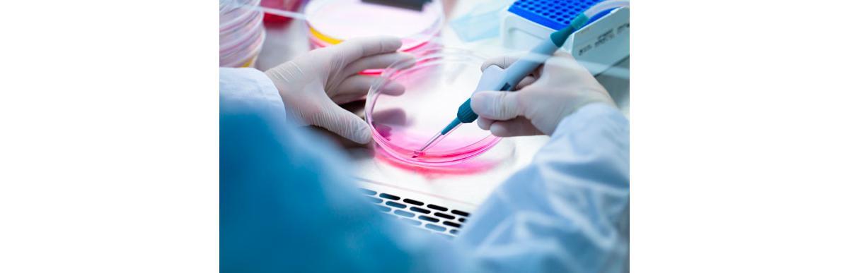 Pesquisa estuda efeito antiviral de planta e pode ser solução do zika vírus (Foto: Shutterstock)