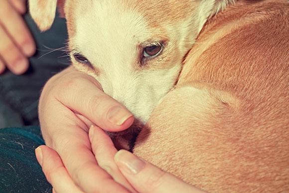 Observe se o cachorro vai precisar mudar algum hábito antes do neném chegar (Foto: Shutterstock)