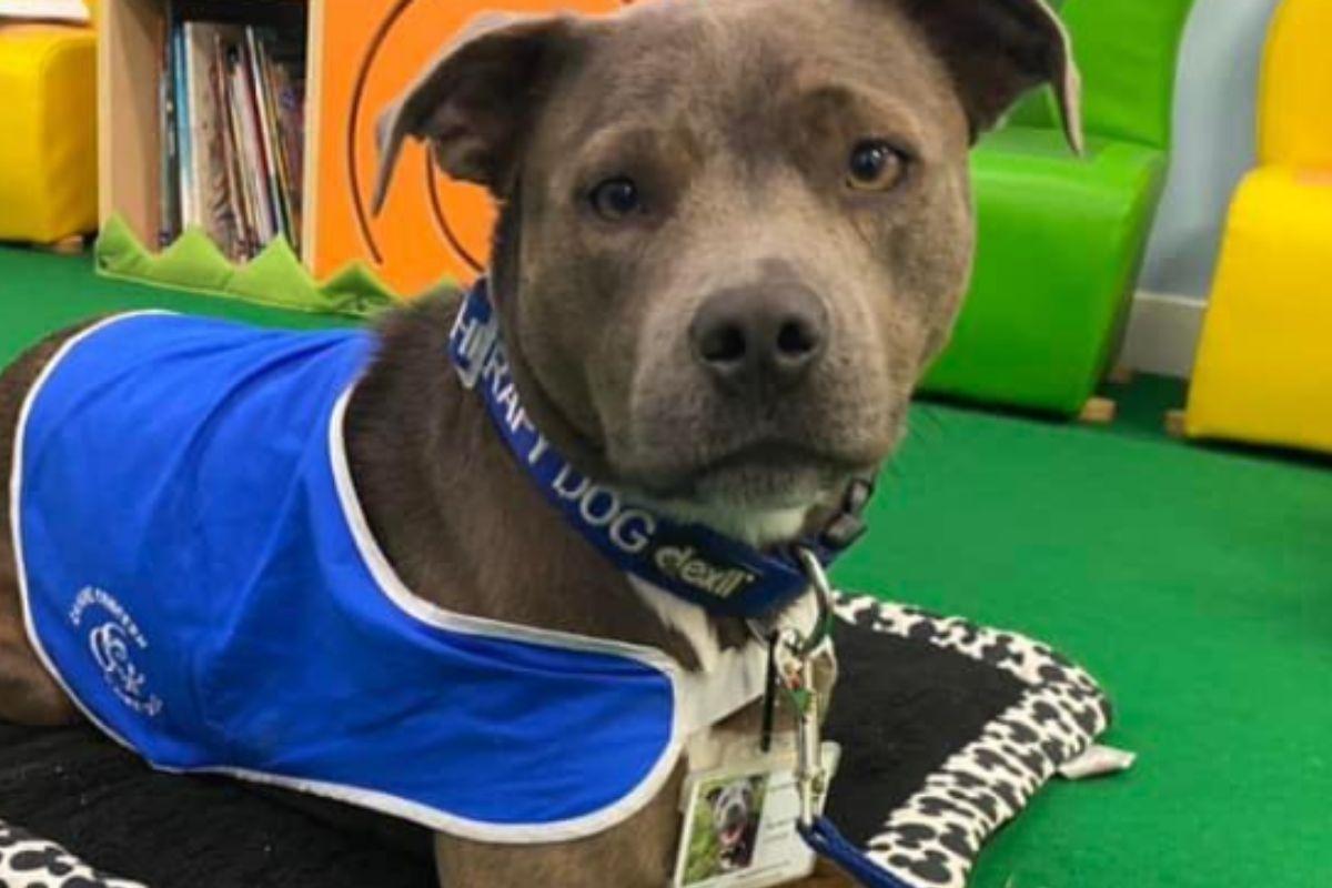 Belle primeira cachorra que acompanhou um parto 