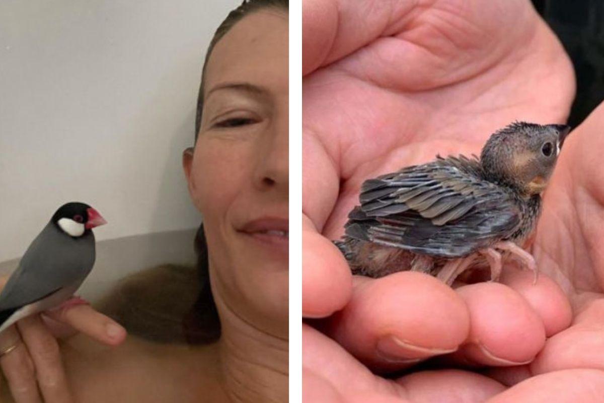 Dave e Carol salvaram a vida do animal quando ele ainda era bem filhote