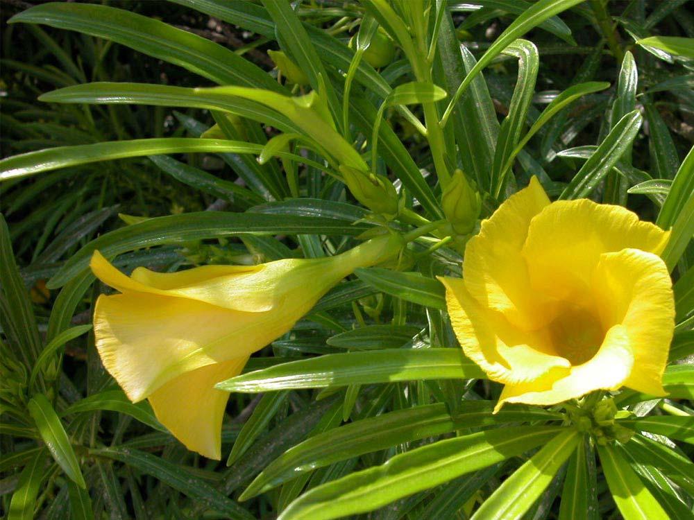 Plantas venenosas Chapéu de Napoleão