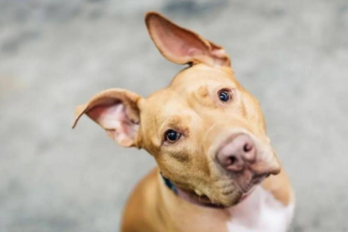 Cachorra é abandonada em meio a tempestade de neve e tem reviravolta emocionante