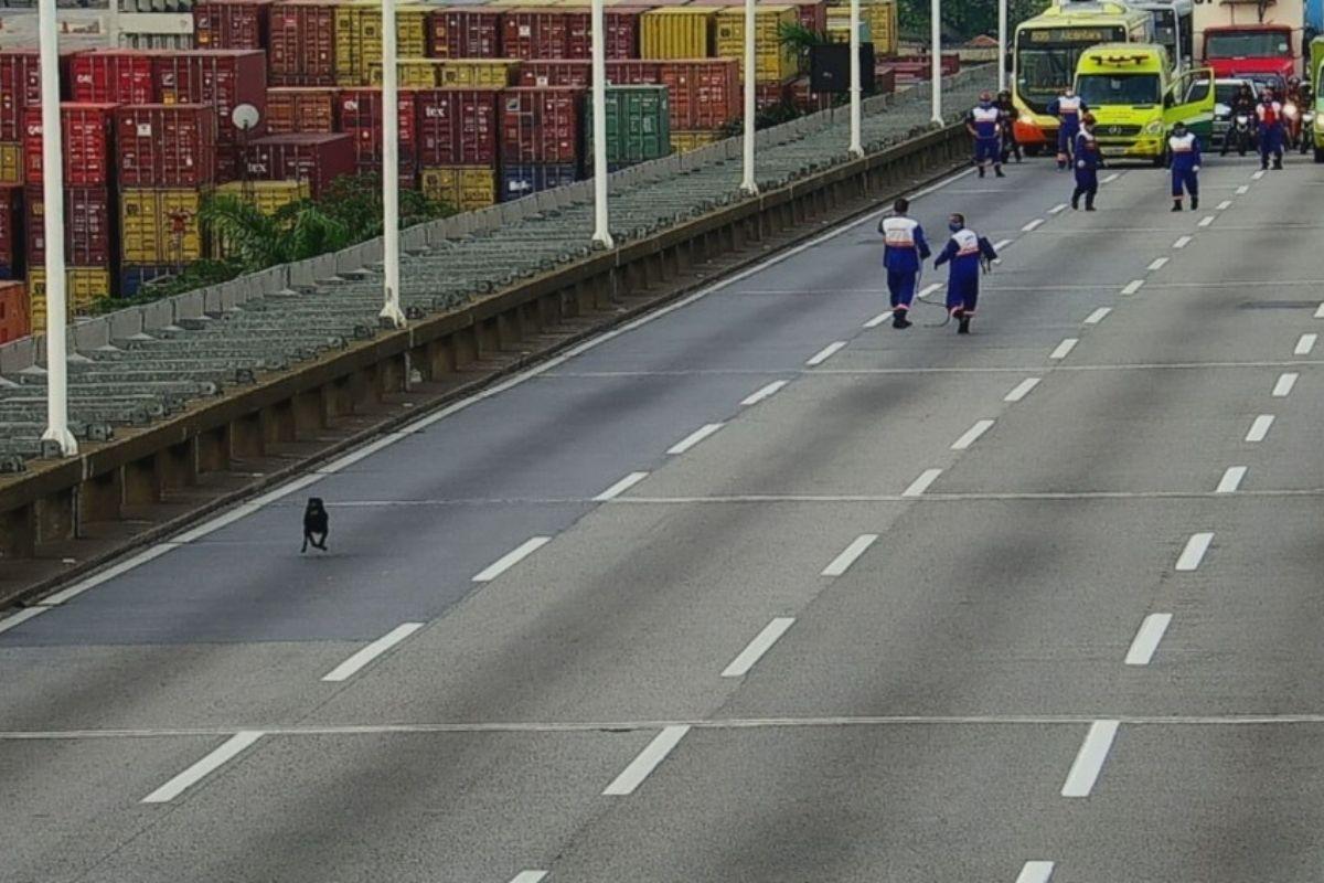 Resgate dos cachorros no Rio causa impacto no trânsito