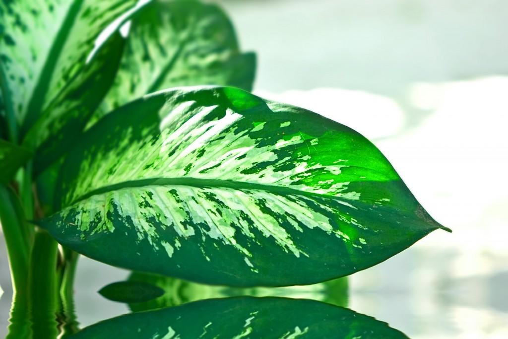 shutterstock_33163540