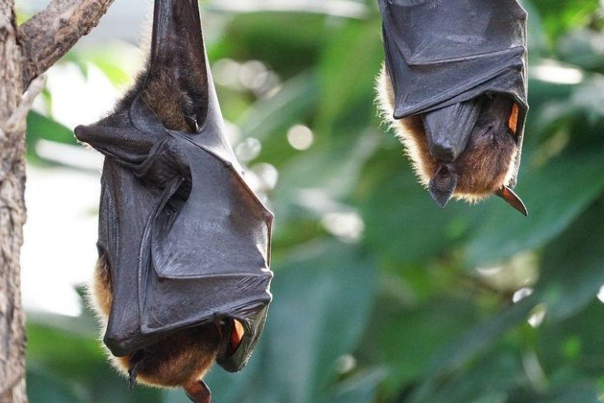 Minas Gerais confirma terceiro caso de raiva humana