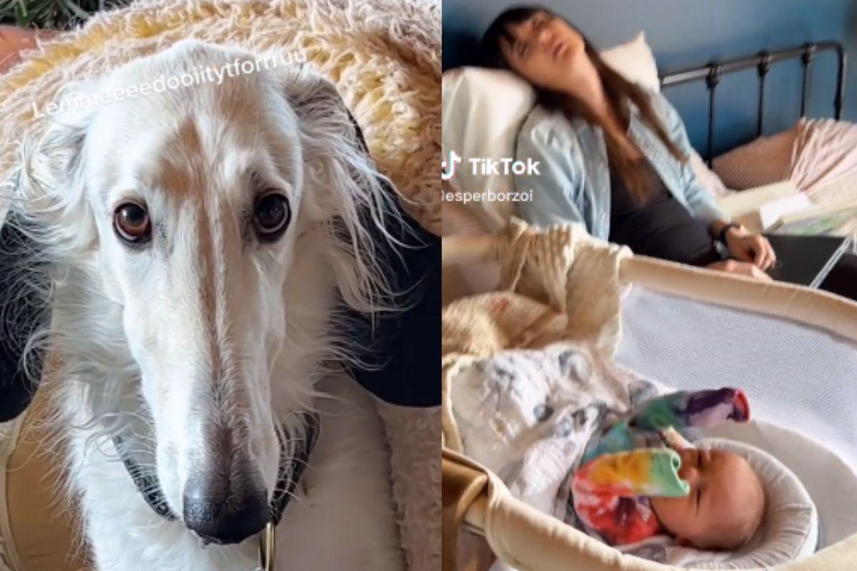Cachorro fantasiado de ovelha coloca mulher e bebê para dormir