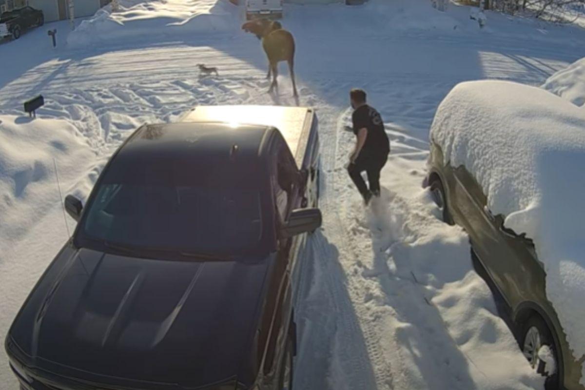 O cachorro não pensou duas vezes para enfrentar o animal selvagem!