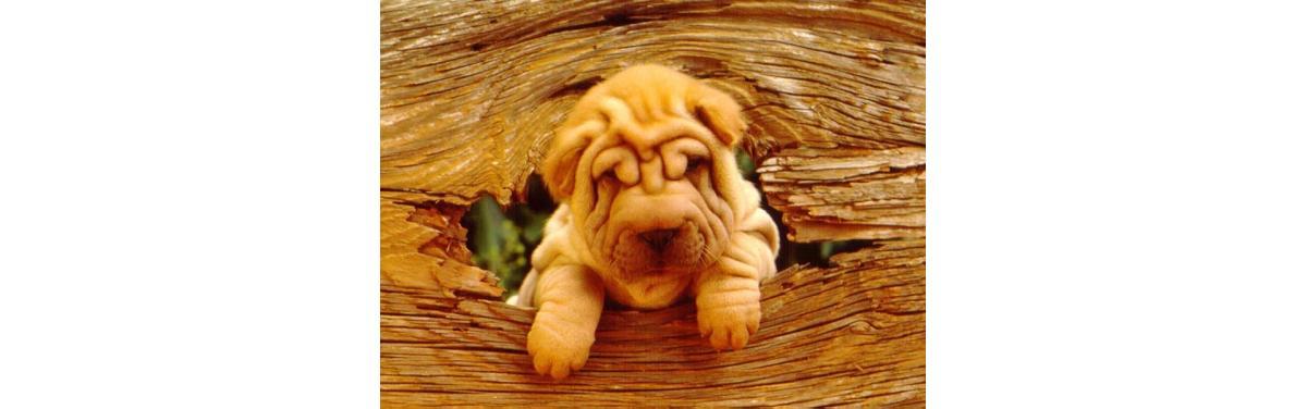 (Foto: Reprodução)