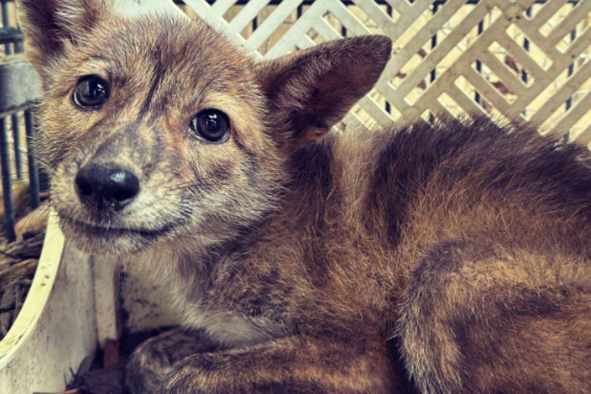 Yoti tem uma origem rara e passou por testes de DNA para ser identificada 