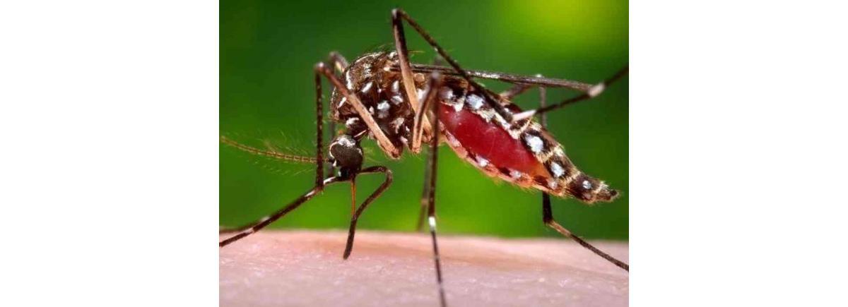 Mosquito da dengue