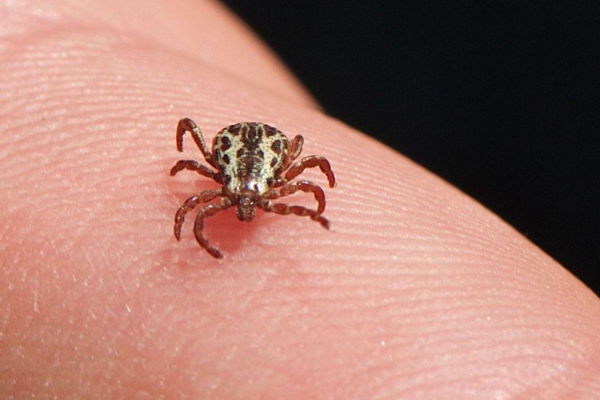 Carrapato estrela, causador da febre maculosa