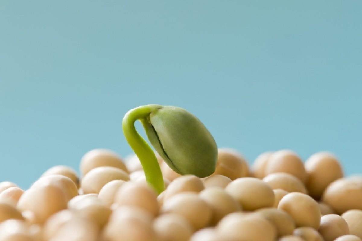 Bons níveis de vitamina D no organismo induzem melhor a ovulação