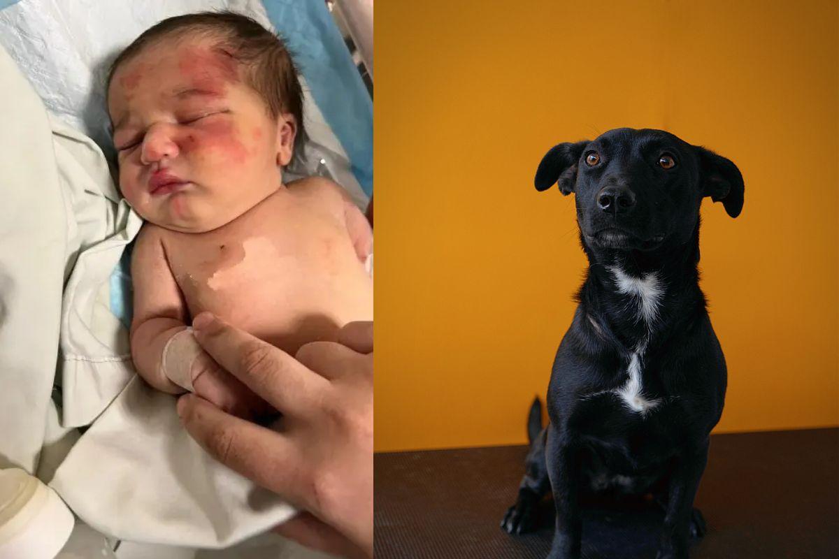 Bebê é encontrado em sacola levada por cachorro no Líbano