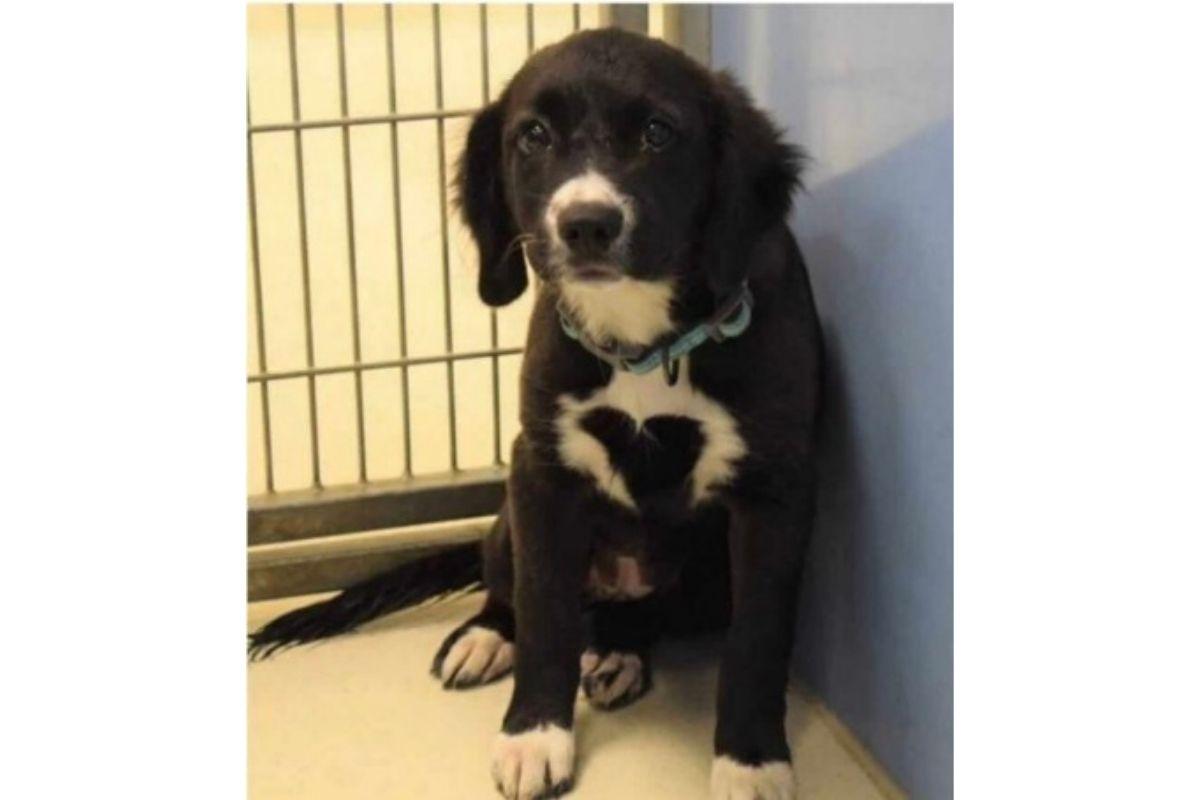 Luna, nome da cachorra dado pela família que a adotou